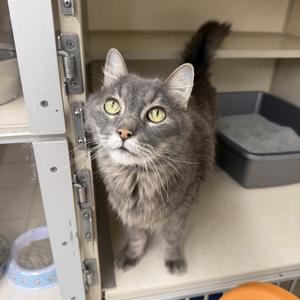 Boots, senior, available for adoption