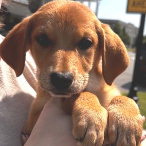Gita, Shepherd, Belgian Malinois, puppy, available for adoption