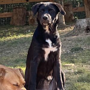 Jelly, Mixed Breed (Medium), adult, available for adoption