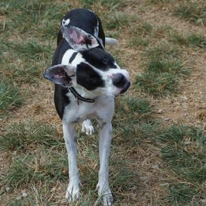 A black and white dog standing on grass