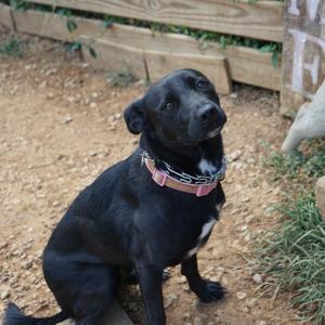 Dora, Shepherd, Australian, adult, available for adoption
