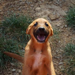 Lala, Shepherd, Belgian Malinois, puppy, available for adoption