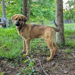 Cheeto, Mastiff, Tibetan, adult, available for adoption