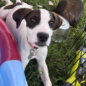 Lady, Poodle, Miniature, adult, available for adoption