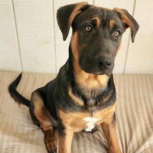 Joey, Shepherd, German, adult, available for adoption