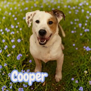 Cooper, Mixed Breed (Large), adult, available for adoption