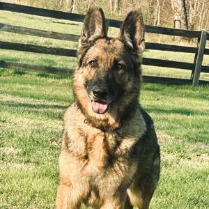 Gypsy, Shepherd, German, adult, available for adoption