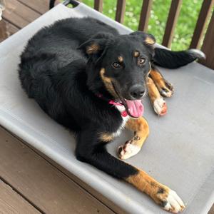 Arizona, Shepherd, Australian, adult, available for adoption