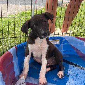 Hammy, Retriever, Black Labrador, adult, available for adoption