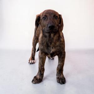 A brindle puppy standing on a white surface