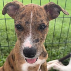 A brown and white puppy with floppy ears and a pink tongue sticking out, sitting in front of a green fence.