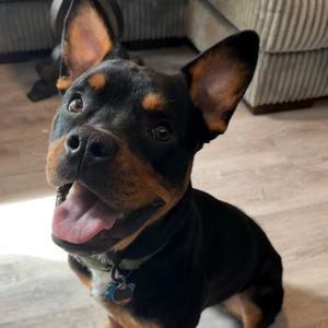 Carl Winston, Rottweiler, adult, available for adoption