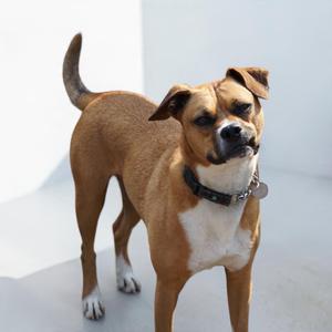 A brown and white dog standing on a white surface, looking up with its ears perked and tail raised.