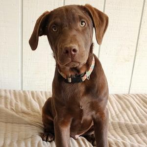 DJ, Retriever, Chocolate Labrador, adult, available for adoption