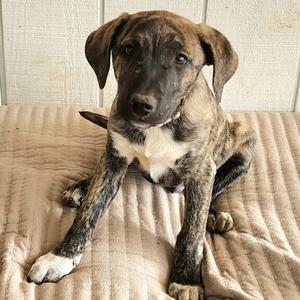 Donny, Hound, adult, available for adoption