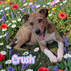 Crush, Shepherd, Australian, adult, available for adoption