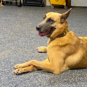 Jolie, Shepherd, Belgian Malinois, adult, available for adoption