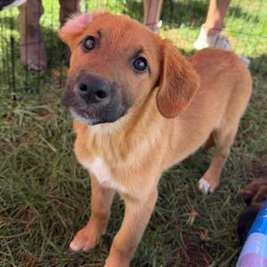 Beau, Shepherd, Belgian Malinois, puppy, available for adoption