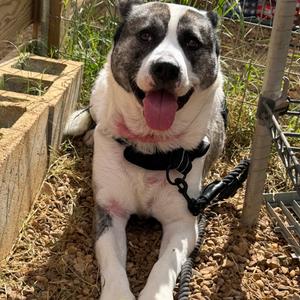 Janie, Husky, adult, available for adoption