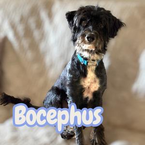 Bocephus, Poodle, Standard, adult, available for adoption