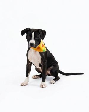 A black and white dog wearing a yellow bandana with a pizza design, sitting on a white background.