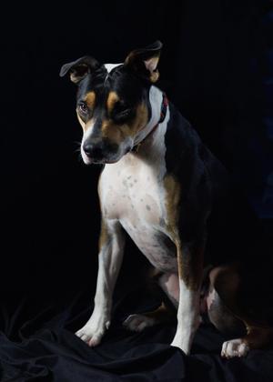 A dog with a black, white, and brown coat sitting on a black background.