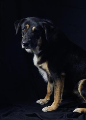 A black and tan dog sitting on a black surface with a dark background.