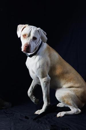 A white and tan dog sitting on a black surface, looking directly at the camera with a black collar around its neck.