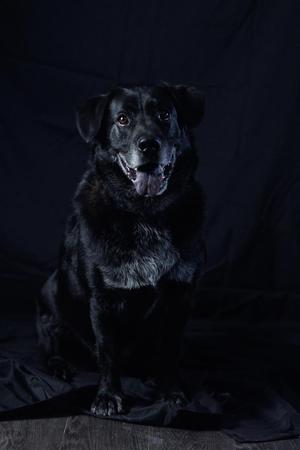 A black dog sitting on a dark surface with a black background.