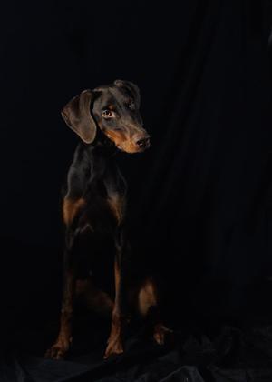 A black and tan dog sitting on a black background
