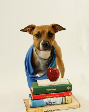 A dog wearing a blue scarf and standing in front of a stack of books with an apple on top.