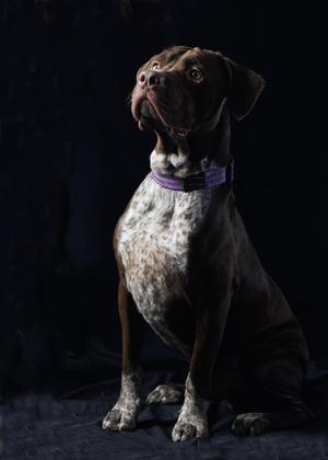 A brown and white dog with a purple collar sitting on a dark background.