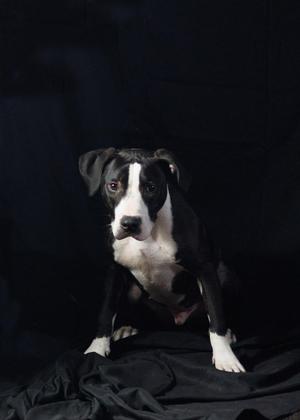 A black and white dog sitting on a black cloth with a dark background.
