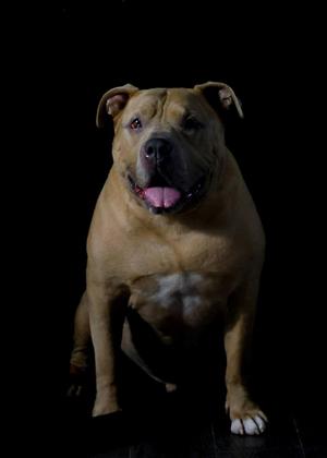 Ralo, American Bully, senior, available for adoption