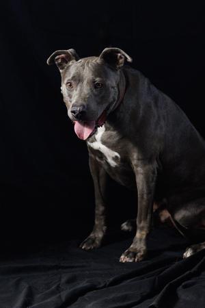 A gray pit bull with a white chest and pink tongue sticking out, sitting on a black background.