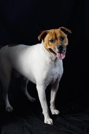 A white and brown dog with its tongue out, standing on a black surface against a black background.