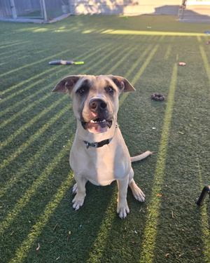 A white and brown dog sitting on a green artificial turf field.