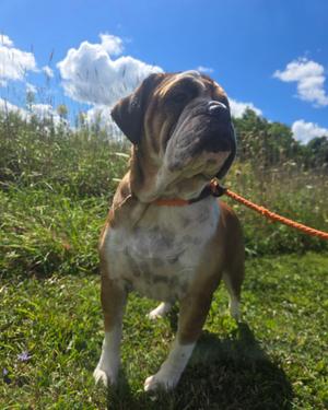 Brit, English Bulldog Mix, adult, available for adoption