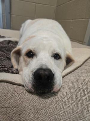 A white dog lying on a textured blanket with its head resting on the edge of the blanket.