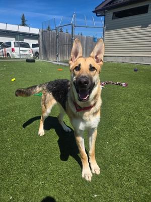 Stan, German Shepherd Dog Mix, adult, available for adoption