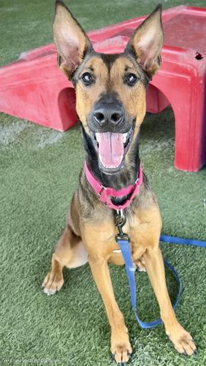 BEN, Belgian Shepherd Malinois / Doberman Pinscher, adult, available for adoption