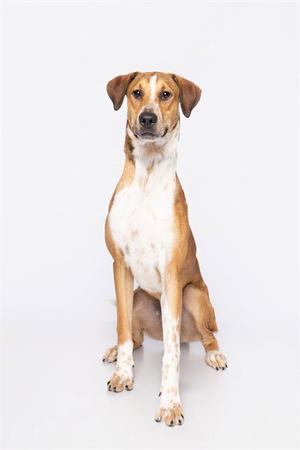 A brown and white dog sitting on a white background.