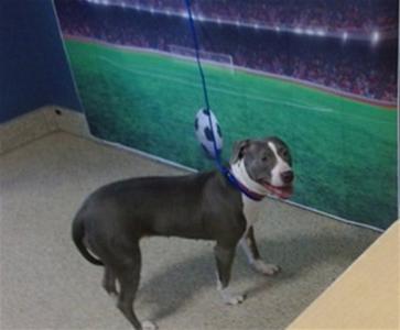 APPLES, American Bulldog, adult, available for adoption
