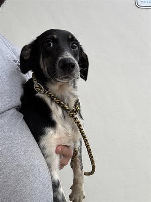 AMELIA, Australian Shepherd, young, available for adoption