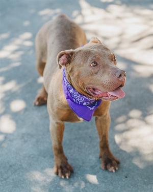 AURORA, American Bulldog, adult, available for adoption