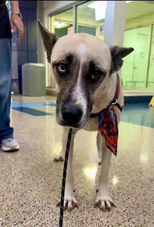 ALNESA, Siberian Husky, adult, available for adoption