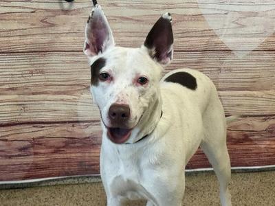 A white dog with black spots on its ears and back, standing on a carpeted floor in front of a wooden wall.