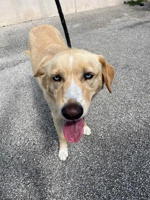 A light brown dog with a white muzzle and chest, wearing a black leash, standing on a gray asphalt surface with its tongue out.