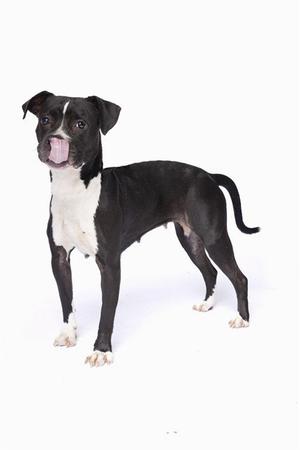 A black and white dog with a pink tongue sticking out, standing on a white background.