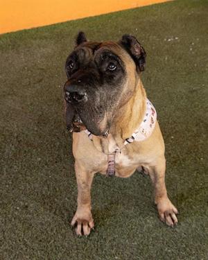 A large dog with a wrinkled face and a light brown coat is sitting on a green artificial turf surface. The dog is wearing a white collar with a pattern and has a sturdy build. The background features an orange wall.